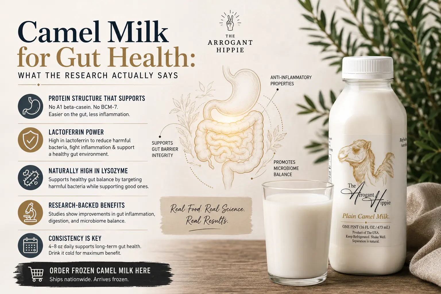 Camel Milk for Gut Health: What the Research Actually Says editorial illustration